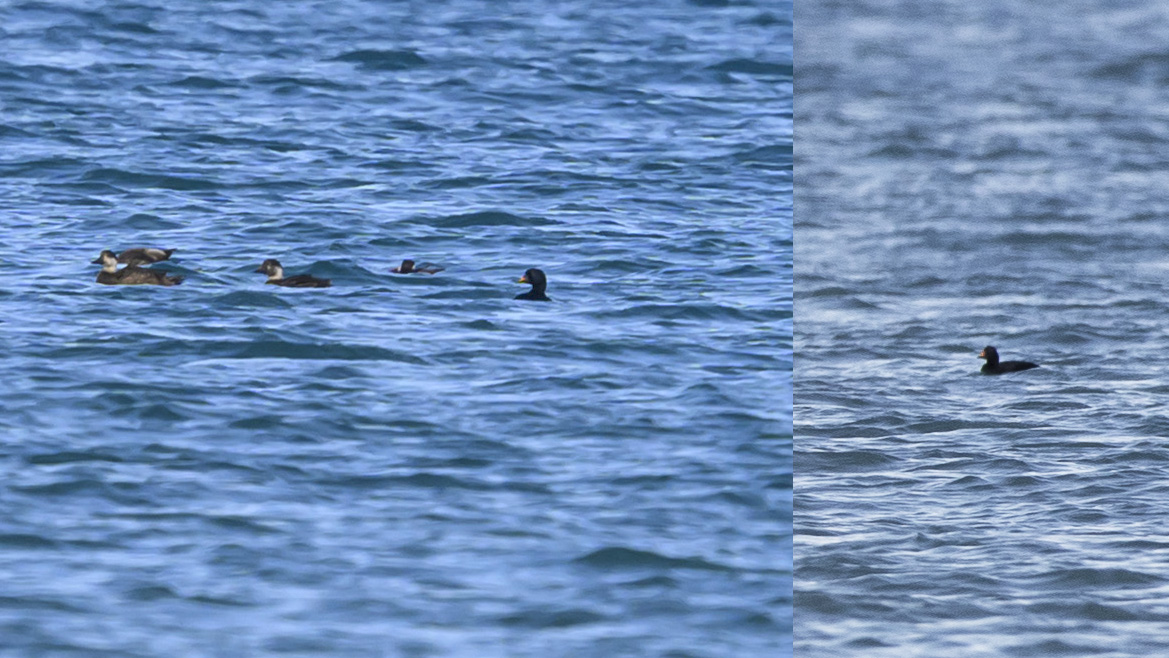 Common Scoter